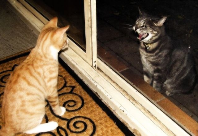 These funny animals (33 pics)