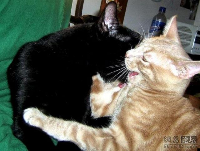 Kissing cats (5 pics)