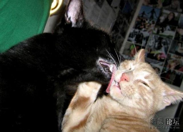 Kissing cats (5 pics)