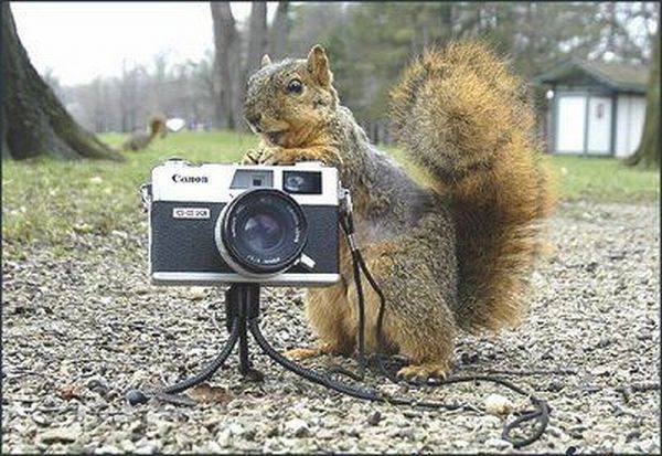 Animal photographers and models (36 pics)