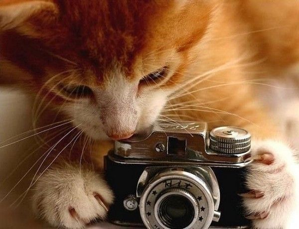 Animal photographers and models (36 pics)