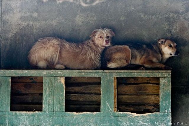 Dog shelter (19 pics)