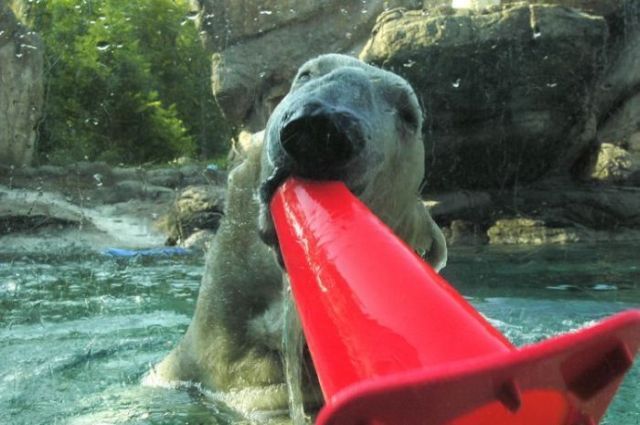 These Funny Polar Bears 21 Pics