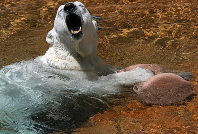 These funny polar bears (21 pics)