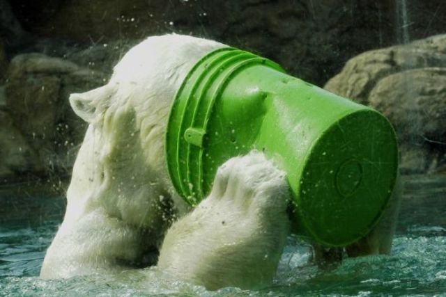 These funny polar bears (21 pics)