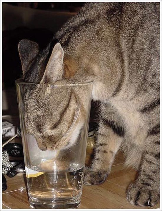 Thirsty animals (26 pics)
