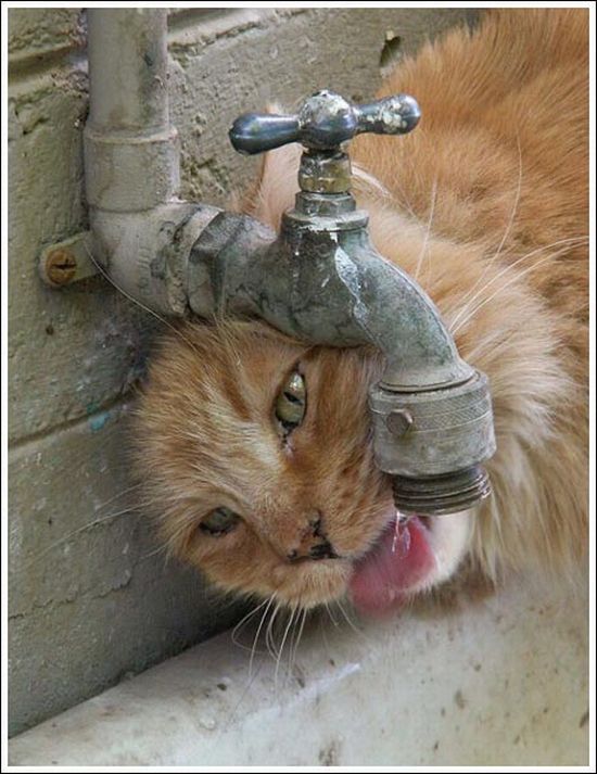 Thirsty animals (26 pics)