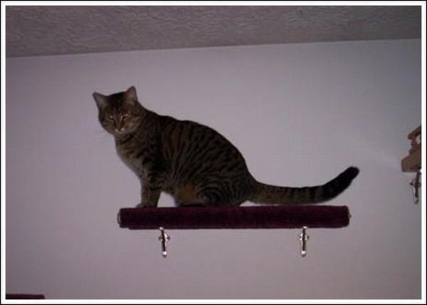 Cool wall stairs for cats (36 pics)