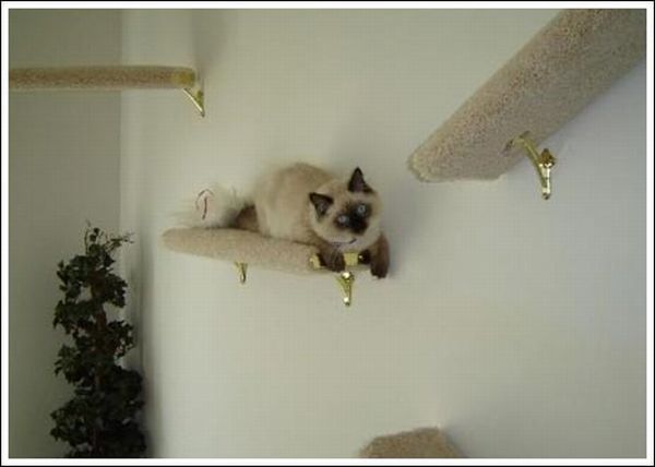 Cool wall stairs for cats (36 pics)