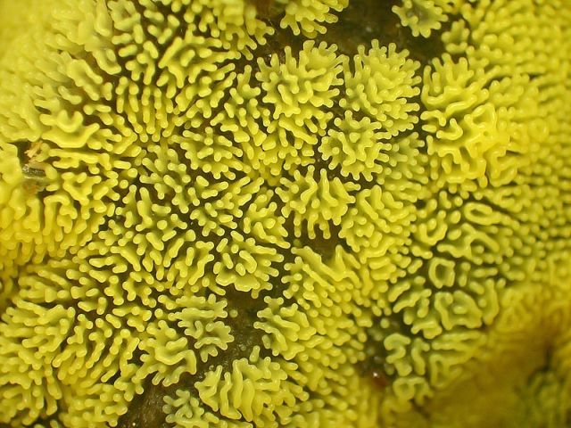 Stunning slime mold (74 pics + 1 gif)