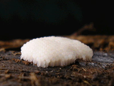 Stunning slime mold (74 pics + 1 gif)