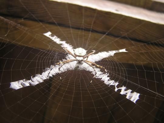 Spiders decorating their own webs (12 pics)