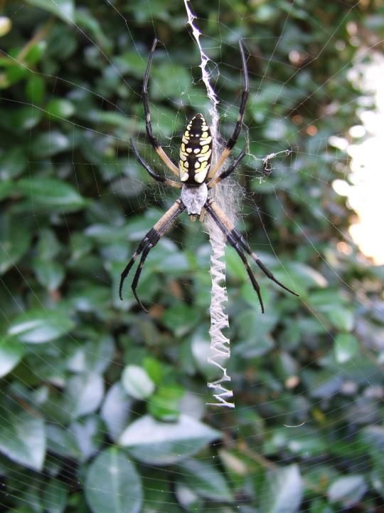 Spiders decorating their own webs (12 pics)