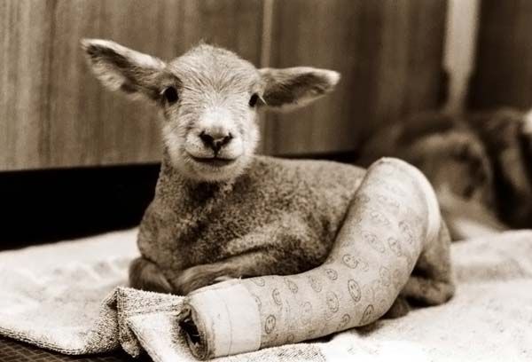 Animals with casts (54 pics)