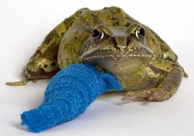 Animals with casts (54 pics)
