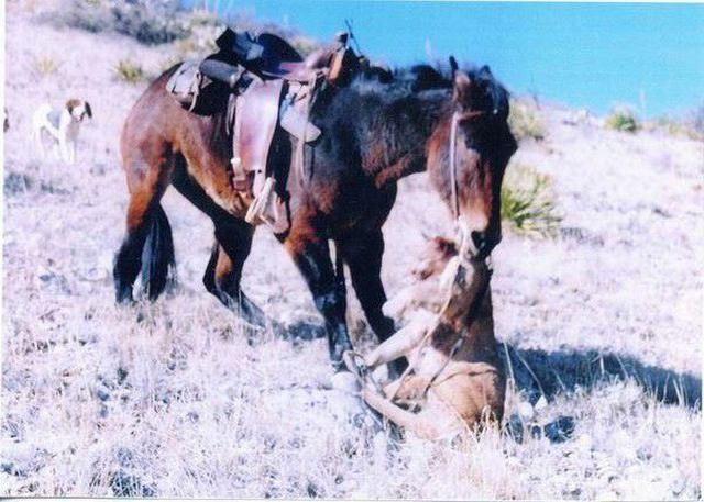 The violent confrontation of a mule and a cougar (4 pics)