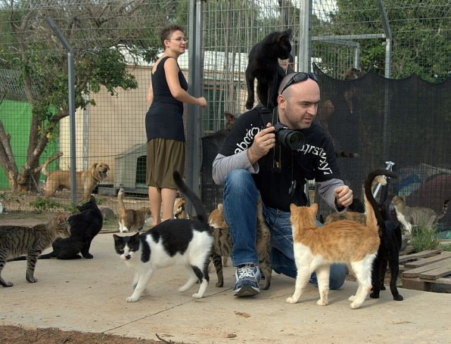 Shelter for cats in Israel (28 pics)