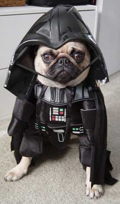 Dogs wearing Star Wars costumes (24 pics)