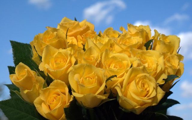 Beautiful yellow roses (32 pics)