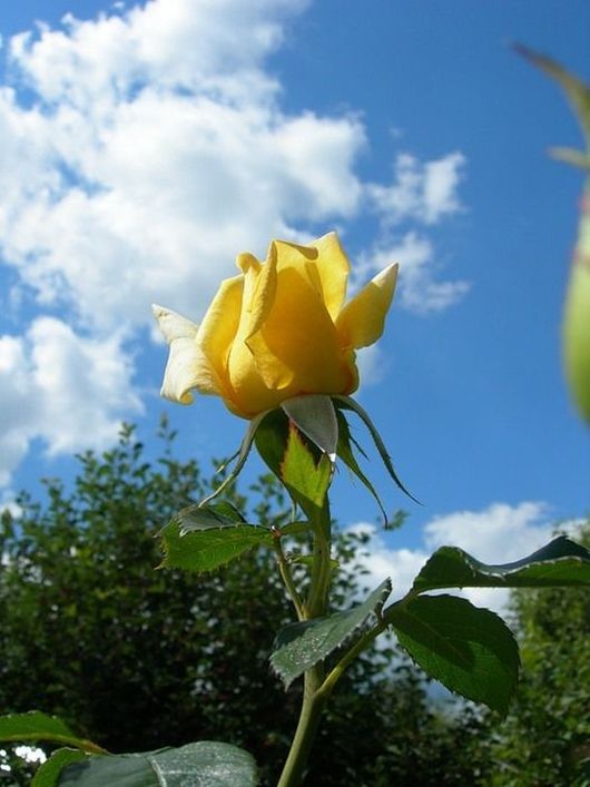 Beautiful yellow roses (32 pics) - Izismile.com