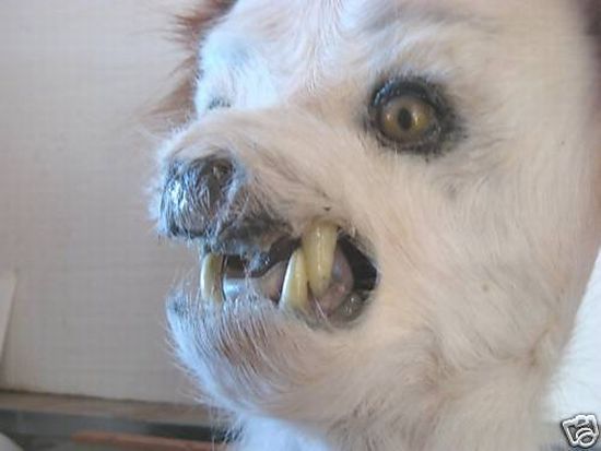 When taxidermy goes wrong (36 pics)