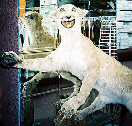 When taxidermy goes wrong (36 pics)