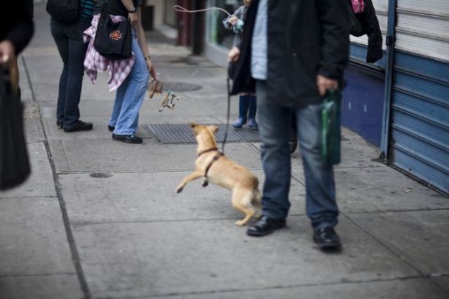 Interesting Flashmob - invisible dogs (22 pics)