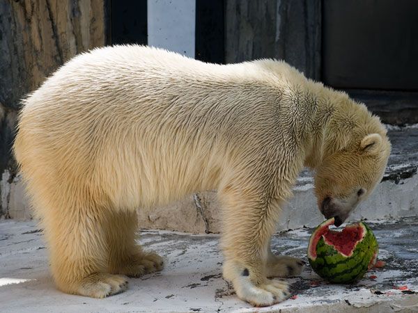 Polar bear and a watermelon (12 pics)