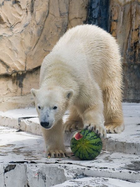 Polar bear and a watermelon (12 pics)