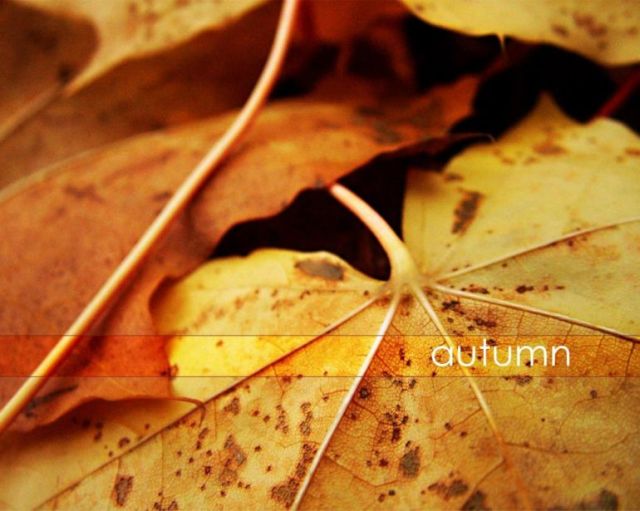 Beautiful autumn (21 pics)