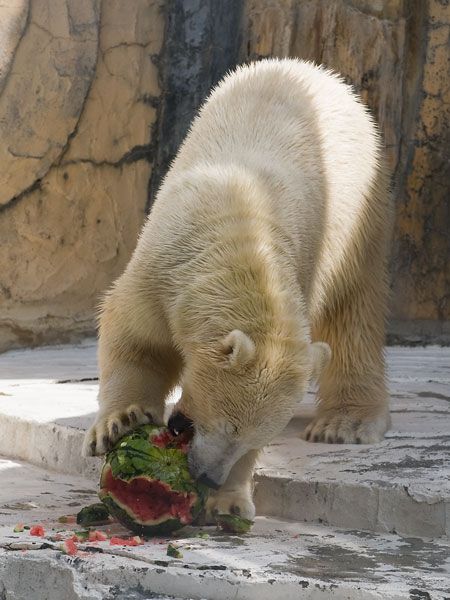 Polar bear and a watermelon (12 pics) - Izismile.com