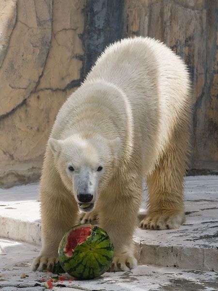 Polar bear and a watermelon (12 pics) - Izismile.com