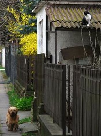 Cute story of a cat and a dog (6 pics + 1 gif)