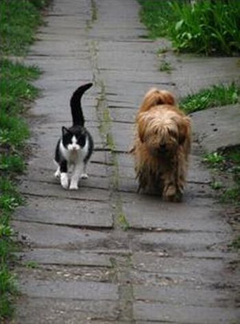 Cute story of a cat and a dog (6 pics + 1 gif)