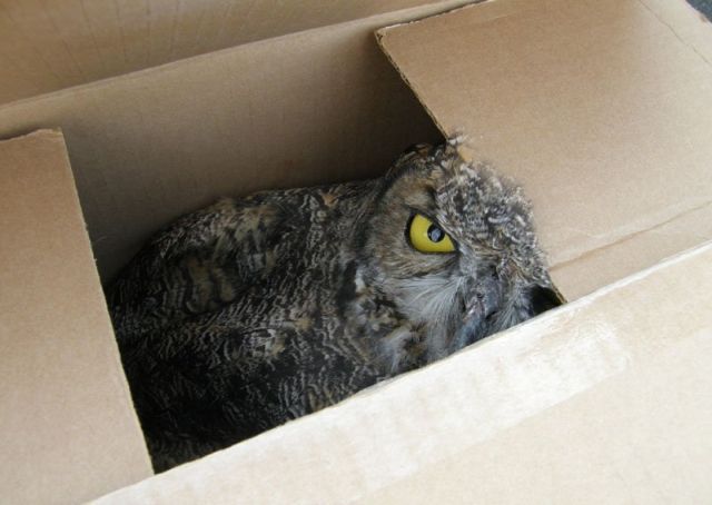 An owl in a box (6 pics)