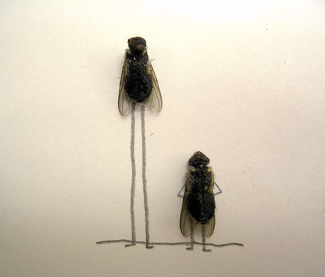 Humor with dead flies! (15 pics)