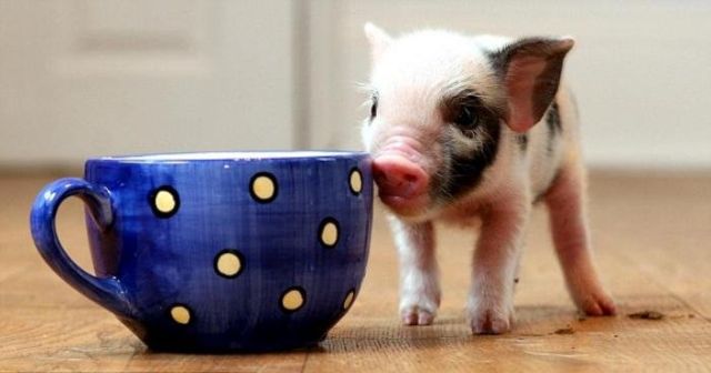 Cute micro-pigs for up to £700 - the latest pet craze (8 pics + 1 video)