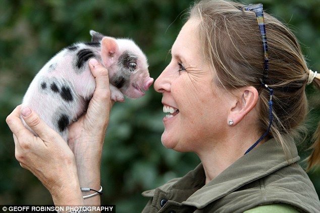 Cute micro-pigs for up to £700 - the latest pet craze (8 pics + 1 video)