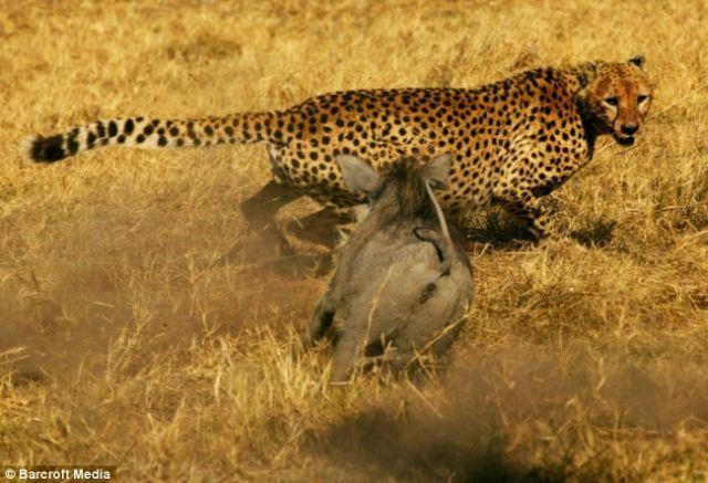 Warthog vs cheetahs (4 pics)