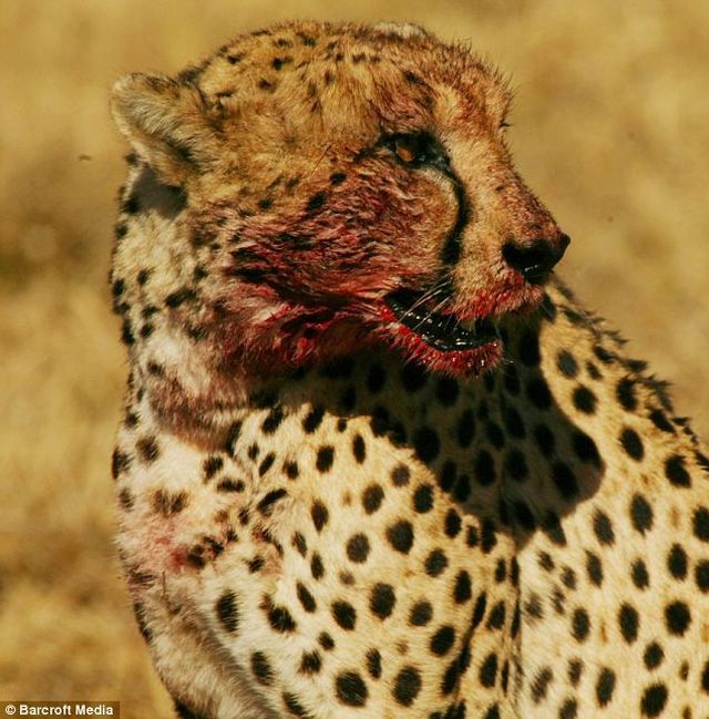 Warthog vs cheetahs (4 pics)