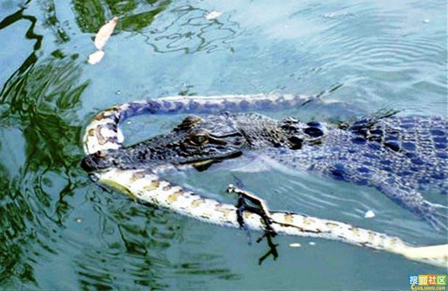 Crocodiles, they can kill anything (8 pics)