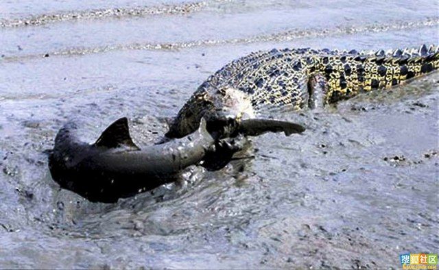 Crocodiles, they can kill anything (8 pics)