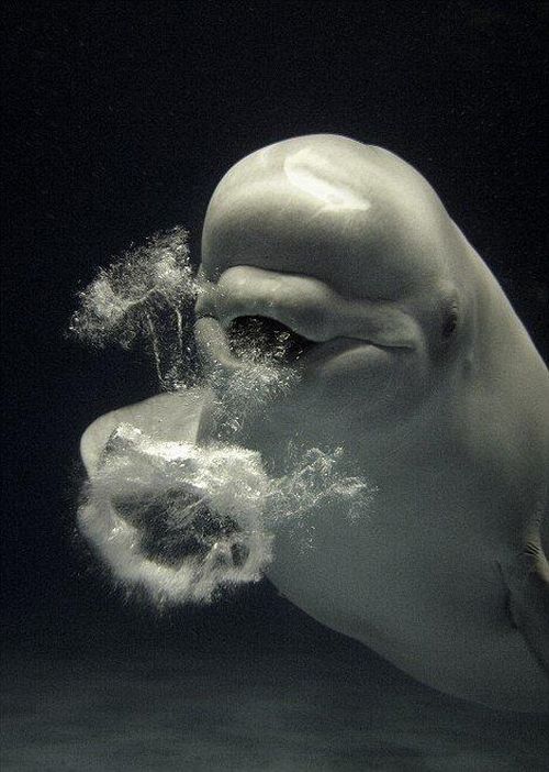 Beluga whales blowing bubbles (5 pics)