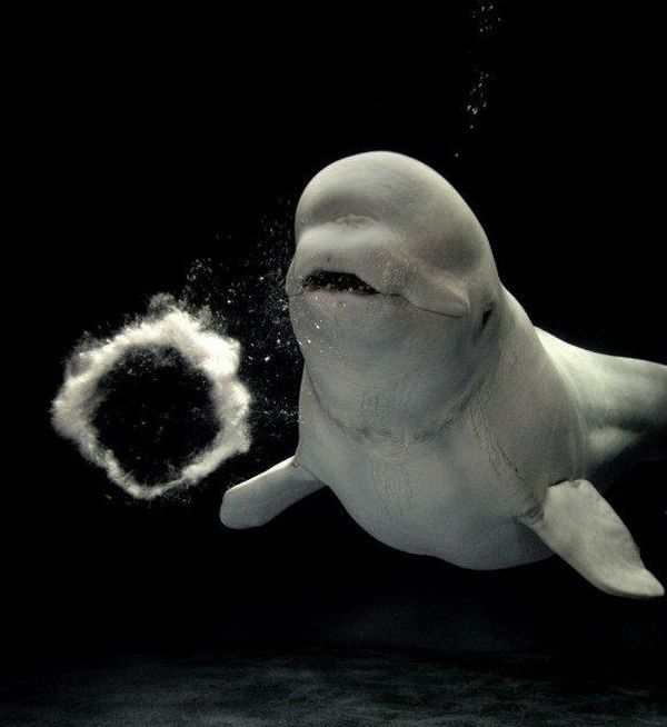 Beluga whales blowing bubbles (5 pics)