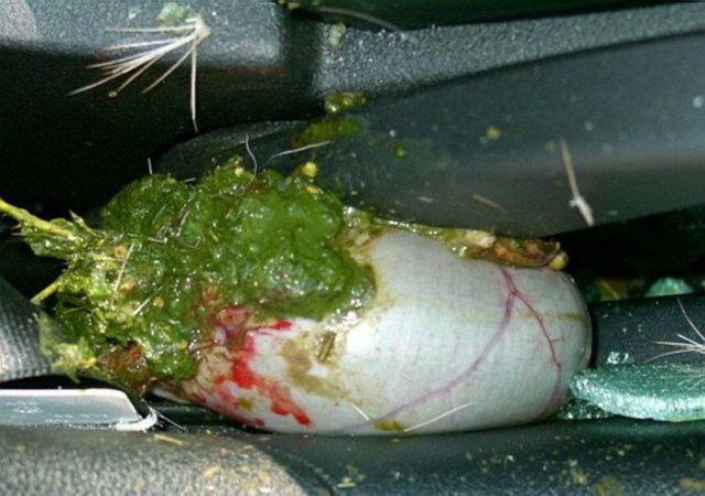 WTF is this shitty thing in and on the car? (7 pics)