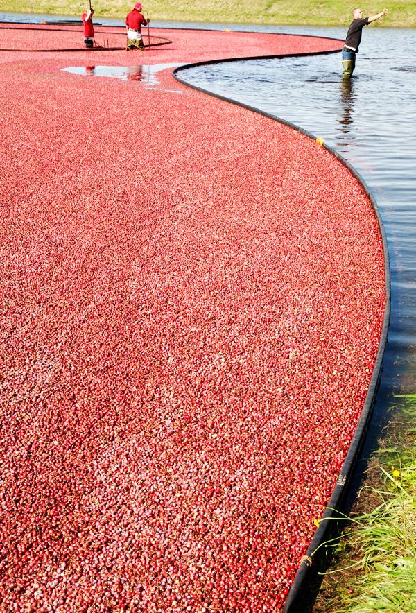 Cranberry harvest in New England (13 pics)