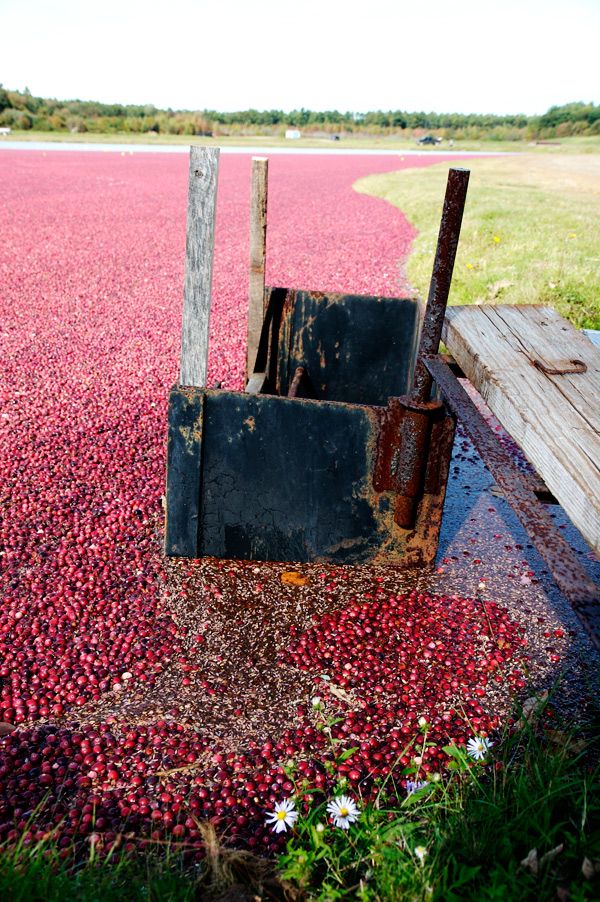 Cranberry harvest in New England (13 pics)