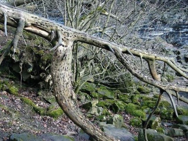 Wish tree in England (12 pics)