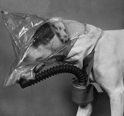 US Army dog gas masks (20 pics)
