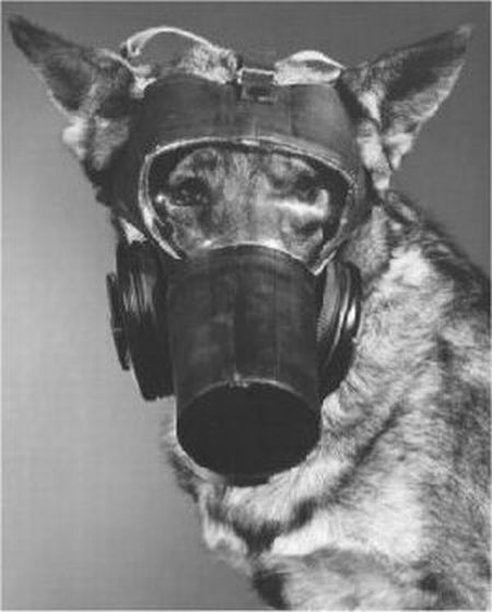 US Army dog gas masks (20 pics)